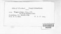 Trogia crispa image